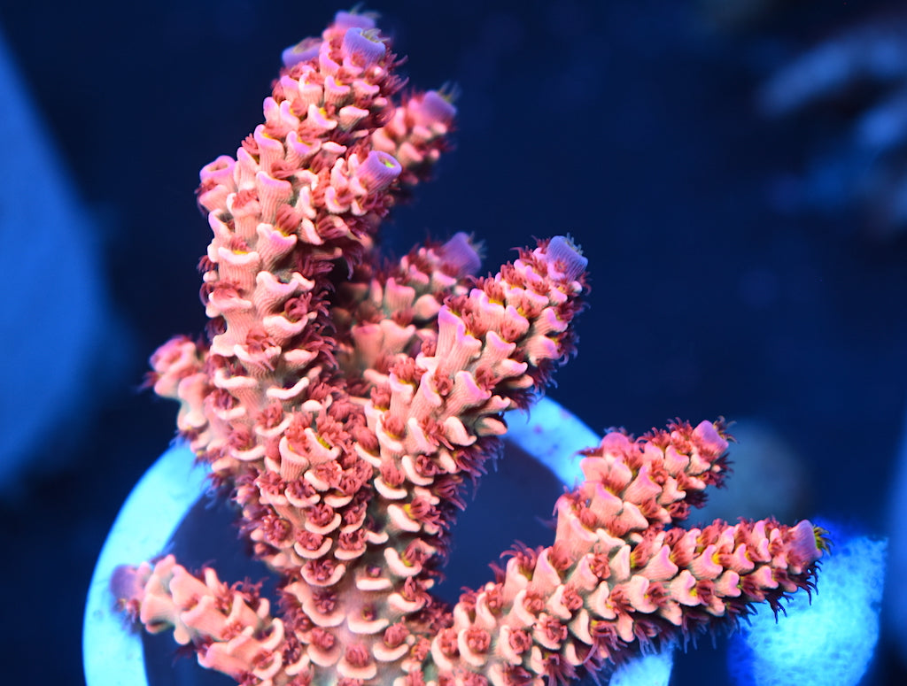 TCK Insano - TCKCorals