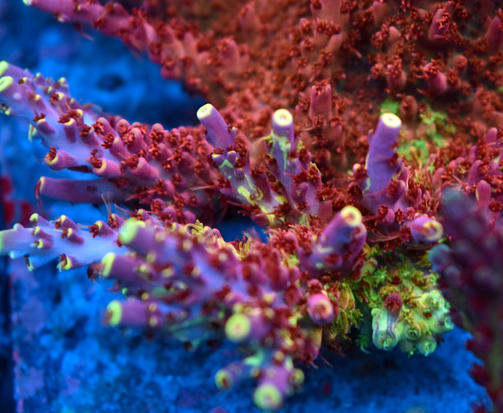 TCK Kaleidoscope - TCKCorals
