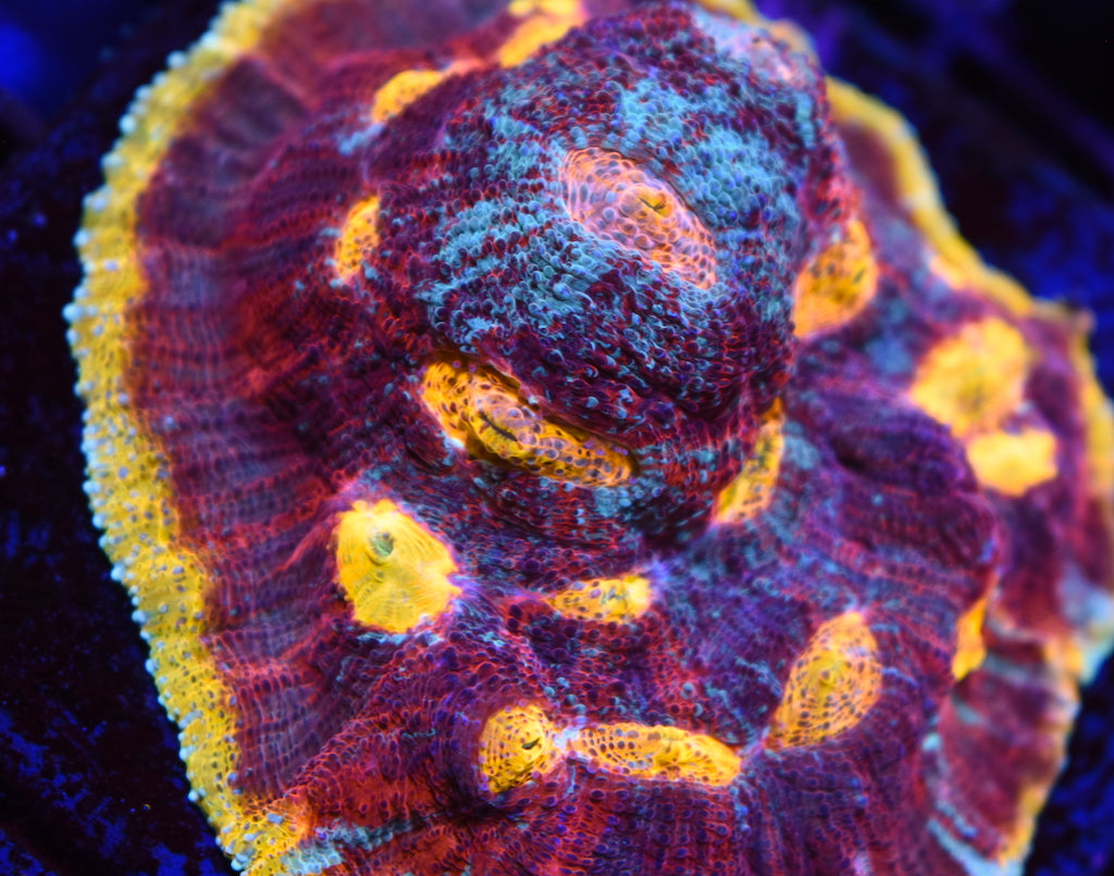 TCK Lightning Flamethower - TCKCorals