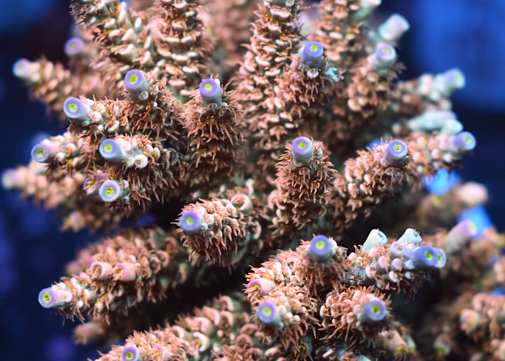 TCK Peach Passion - TCKCorals