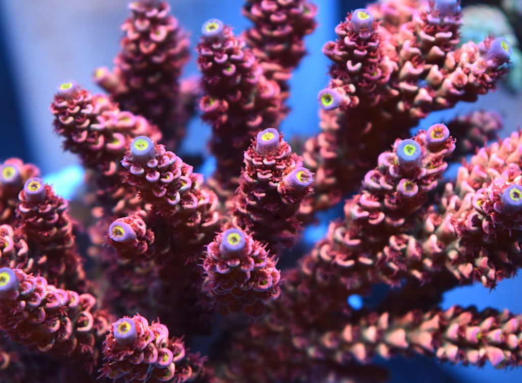 TCK Pink Fire - TCKCorals