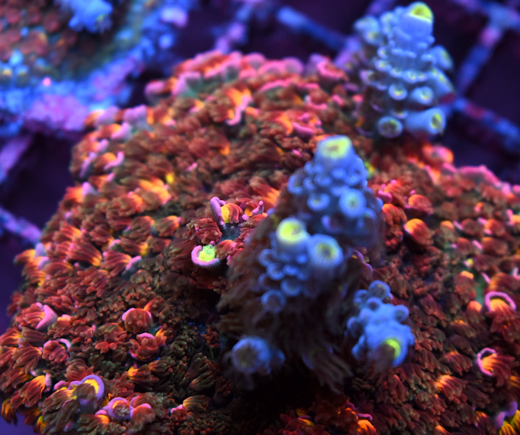 TCK Pink Immolation - TCKCorals