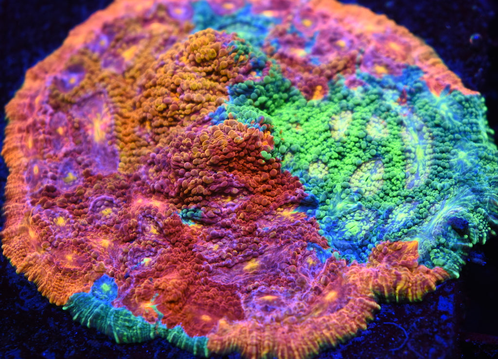 TCK Psychedelic Melting Rainbow - TCKCorals