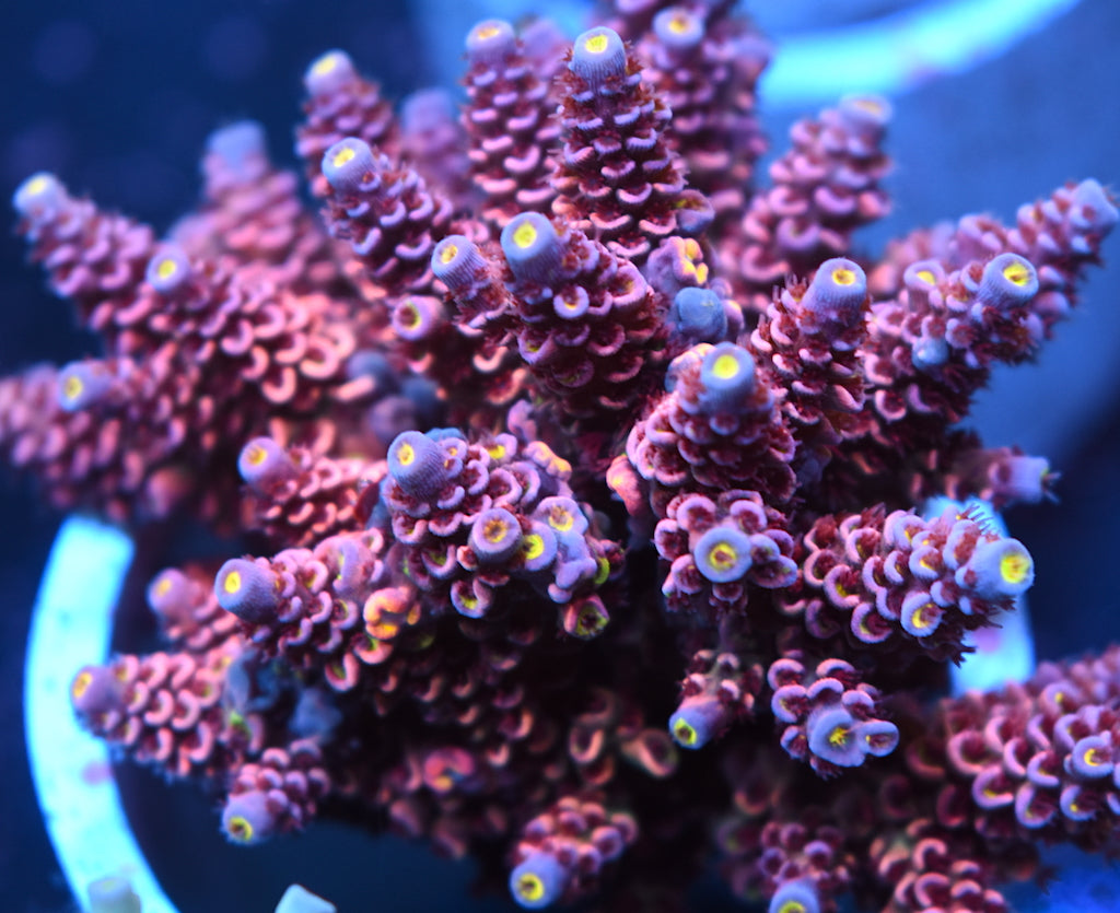 TCK Purple Pillow - TCKCorals