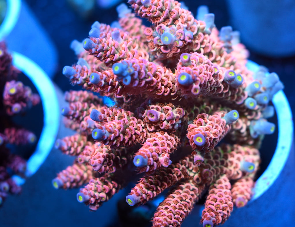 TCK Rainbow Monster - TCKCorals