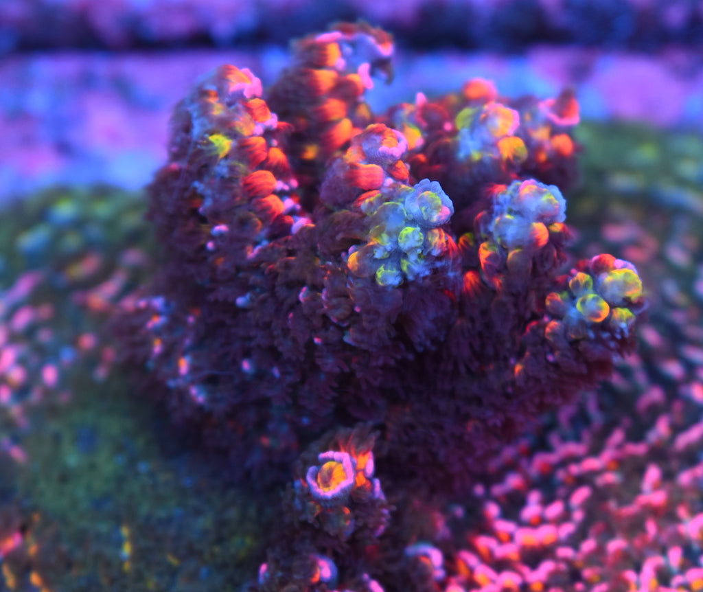 TCK Rocket Pyro - TCKCorals