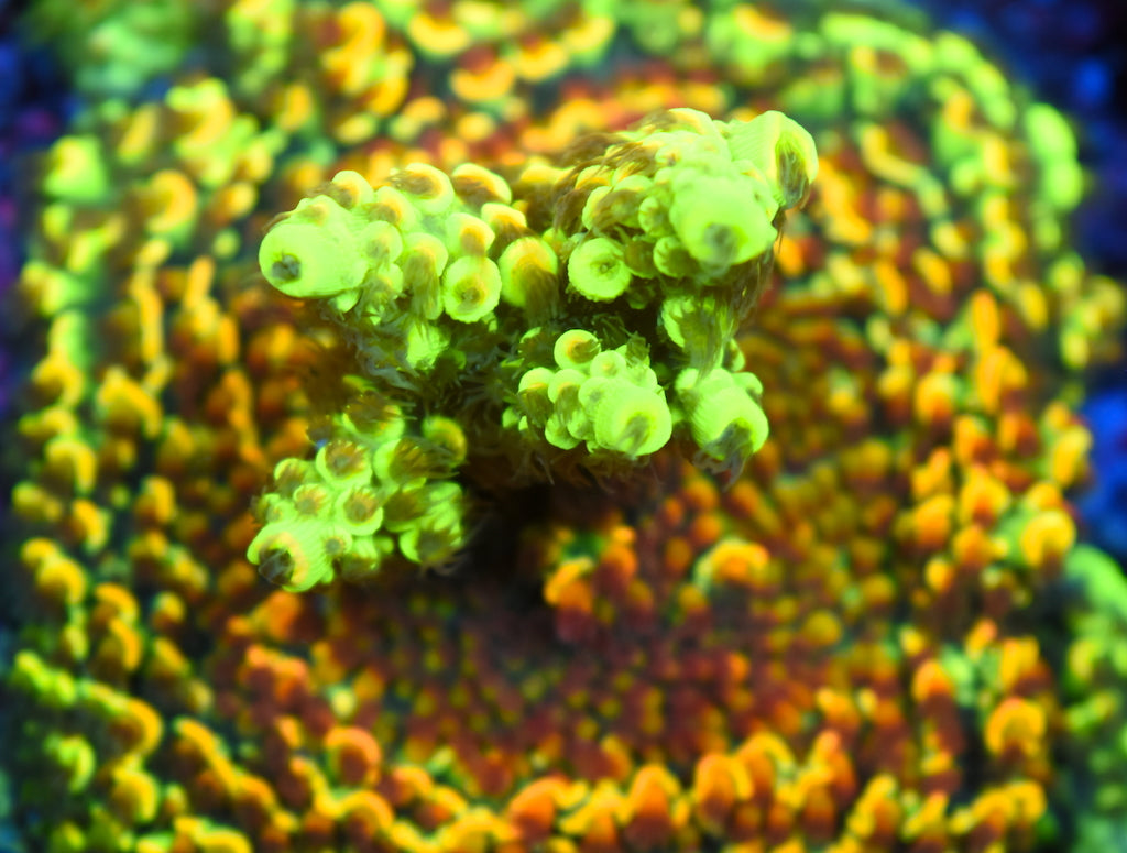 TCK Solar Beam - TCKCorals