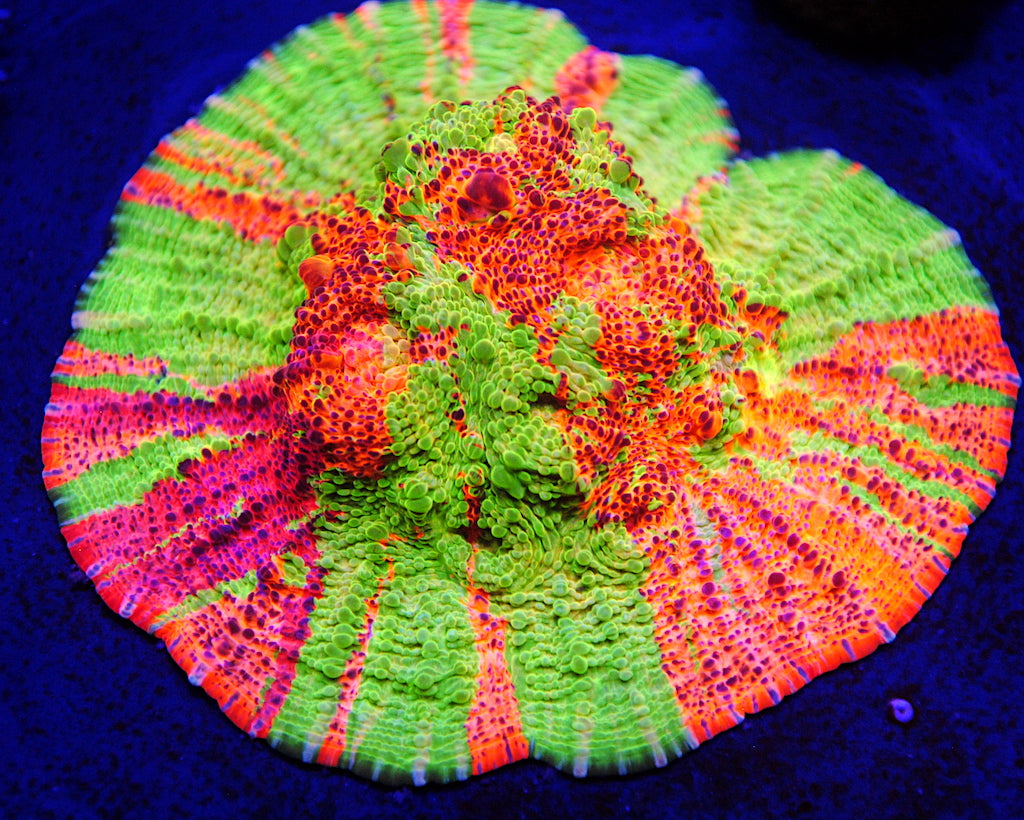TCK Sour Tie Dye - TCKCorals