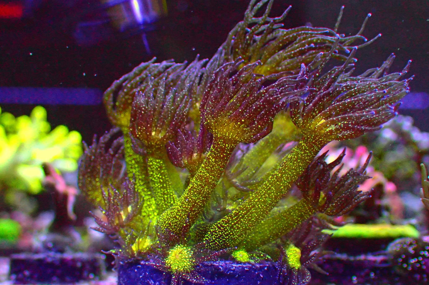 TCK Spaceballs Goni - TCKCorals