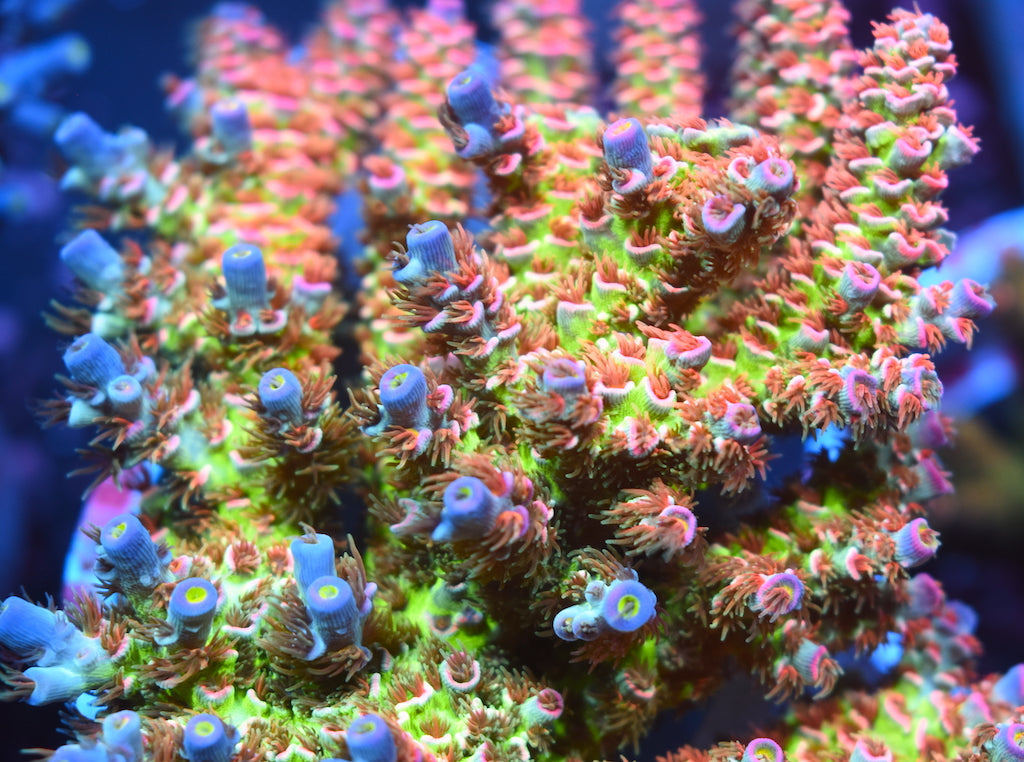 TCK Superstar Tenuis - TCKCorals