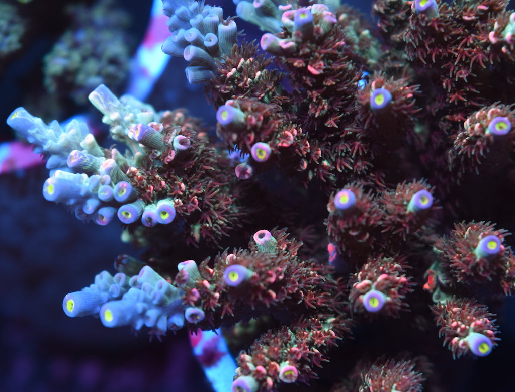 TCK Sweet Candy Tenuis - TCKCorals