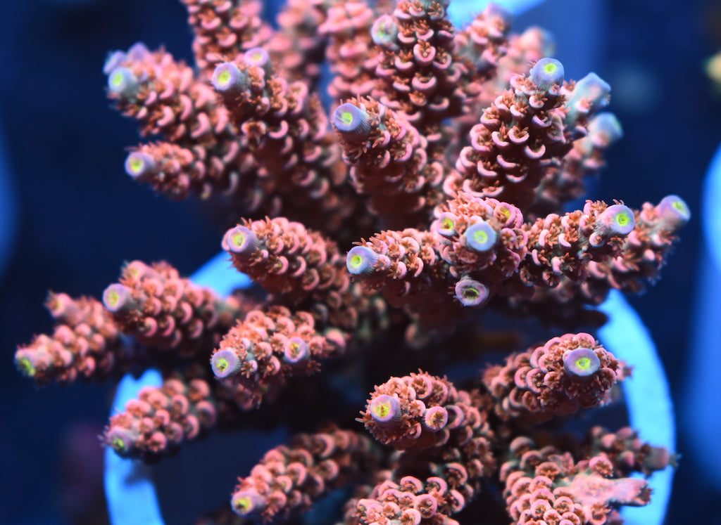 TCK Swizzle Stick - TCKCorals