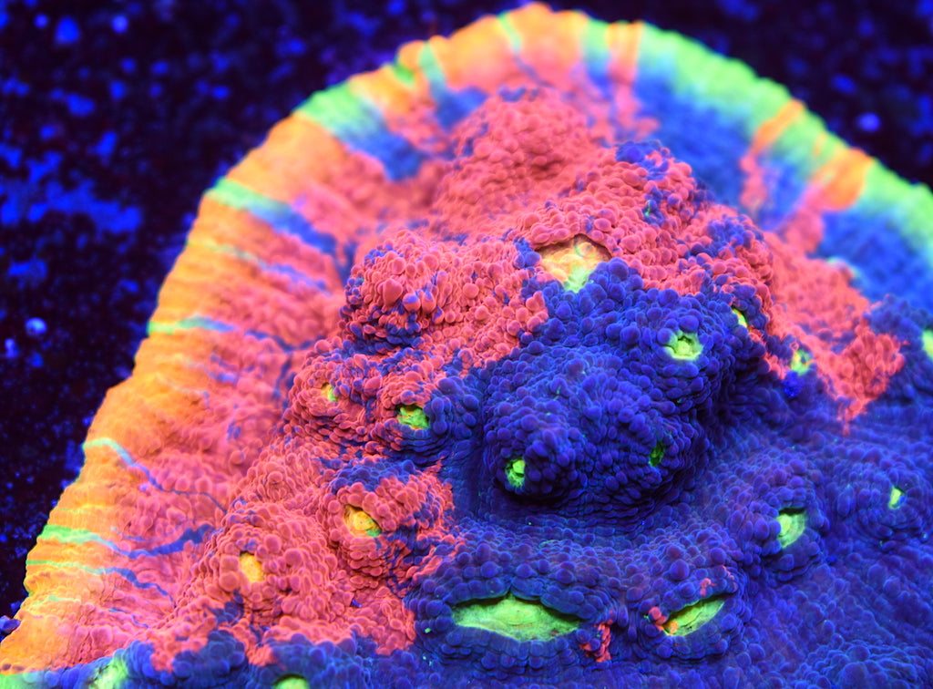 TCK Two Face - TCKCorals