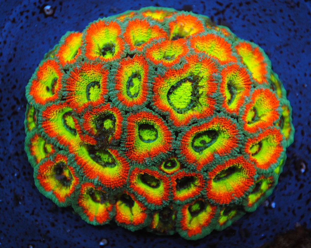 TCK UFO HG Micro - TCKCorals