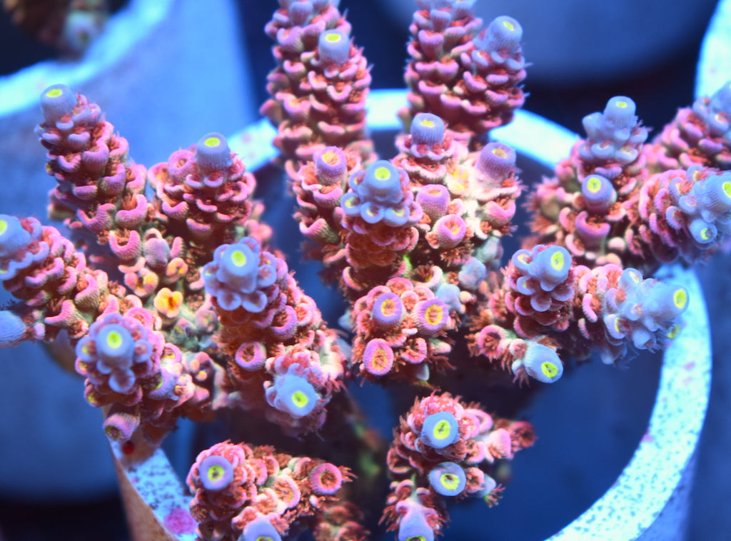 TCK Warhammer - TCKCorals