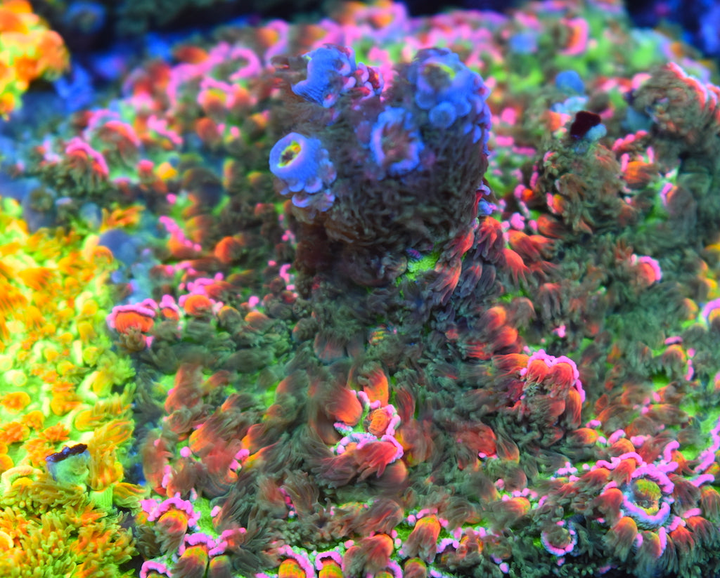 TCK Wicked Wild Watermelon - TCKCorals