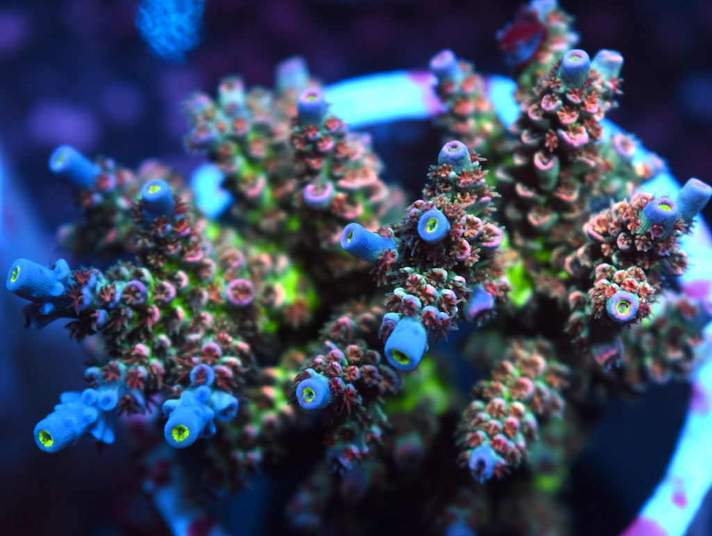 To be Named - TCKCorals