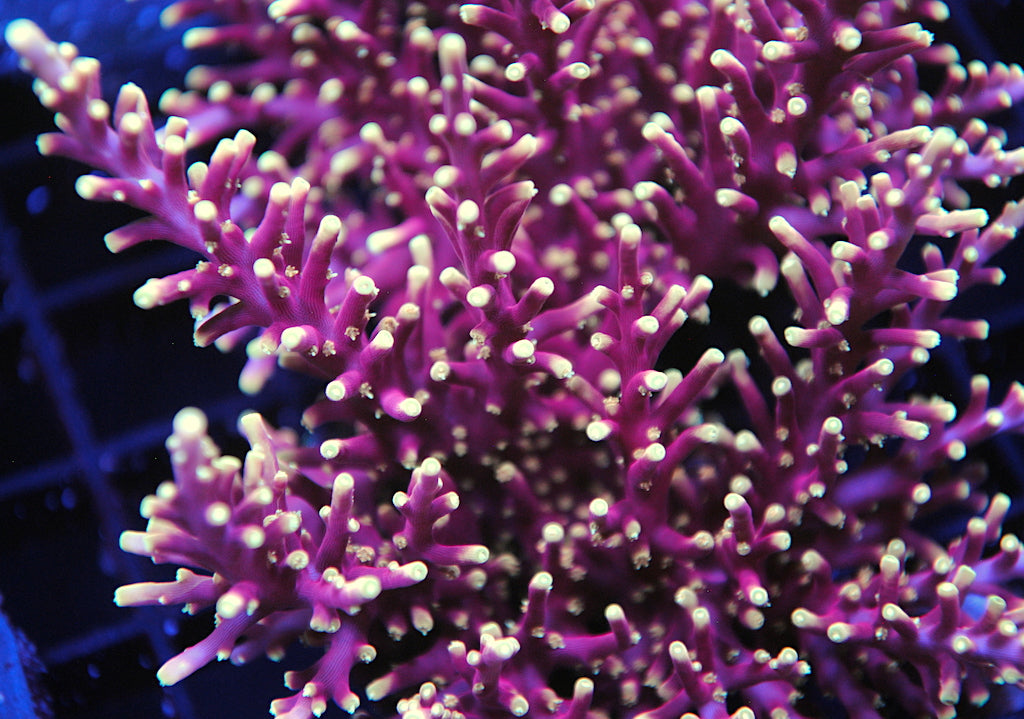WWC Red Ferrari - TCKCorals