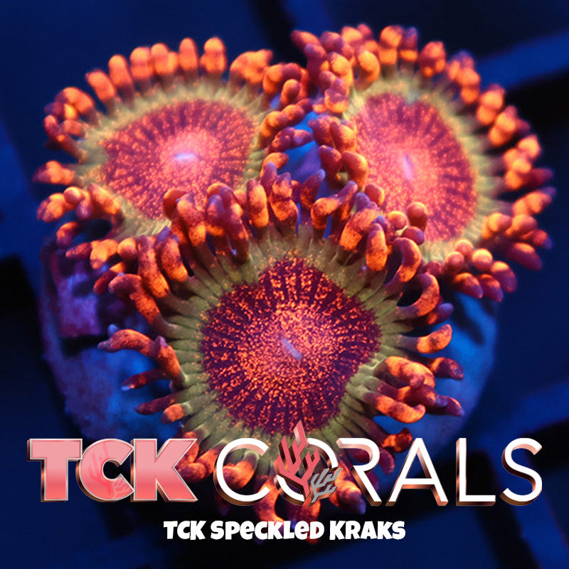 TCK Speckle Kraks