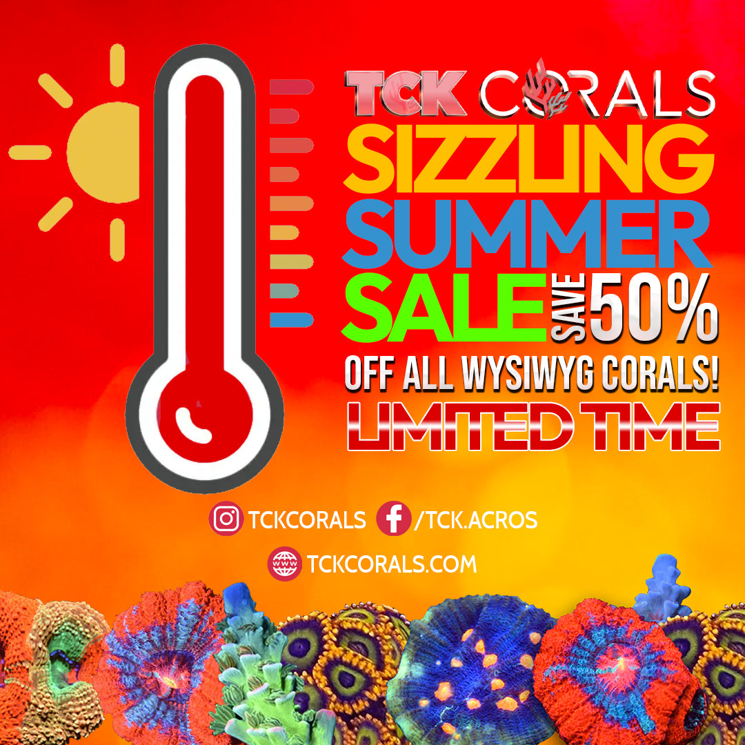 Sizzling Summer Sale | 50% OFF WYSIWYG