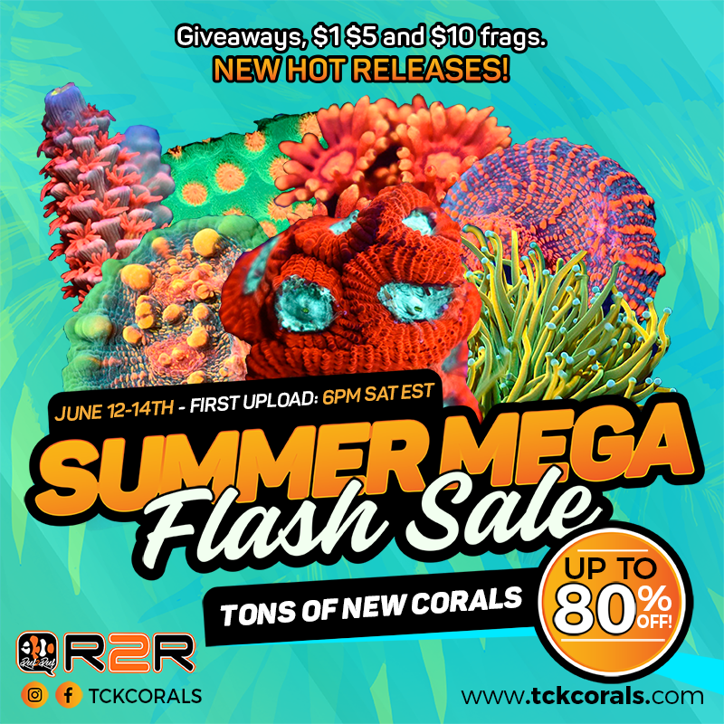 Summer Mega Flash Sale