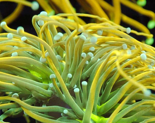 TCK Corals - Premium Aquacultured WYSIWYG Corals – TCKCorals