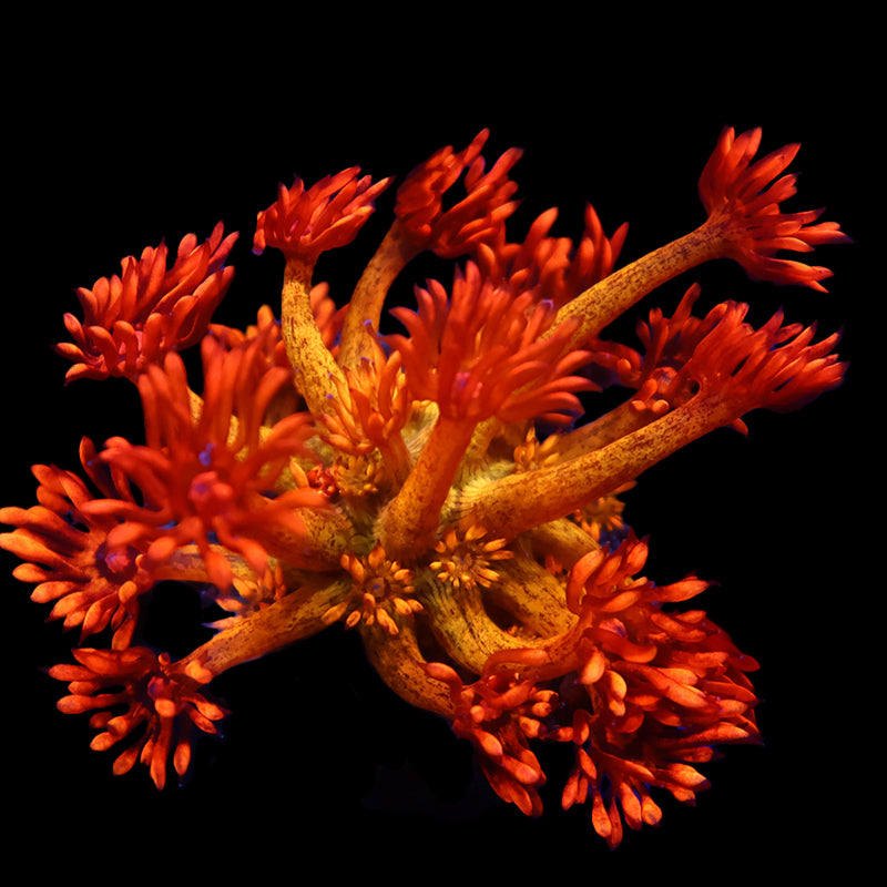Premium - Corals TCK Coral様　3点おまとめ Aquacultured TCKCorals – Corals WYSIWYG フロアスタンド