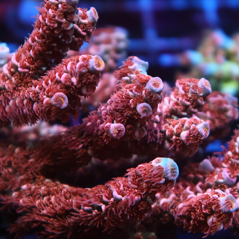 TCK Bubblegum Tenuis