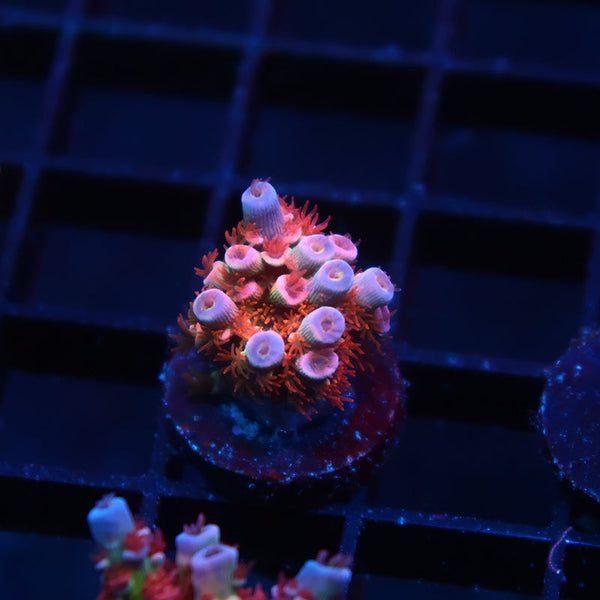 TCK Insano Rainbow Tenuis