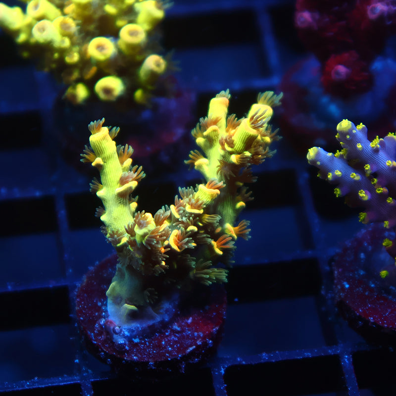 TCK Solar Beam Tenuis