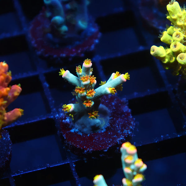 TCK Rainbow Unicorns Speciosa