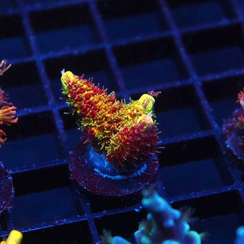 Insane RRC Rainbow Splice