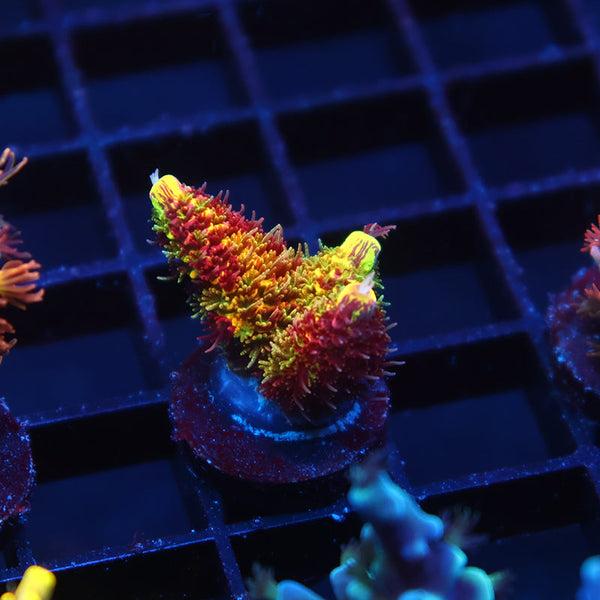 Insane RRC Rainbow Splice