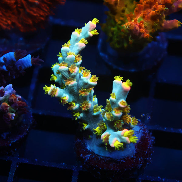 TCK Rainbow Unicorns Speciosa