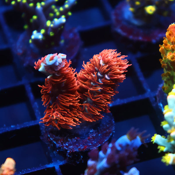 TCK Cherry Bombs Tenuis