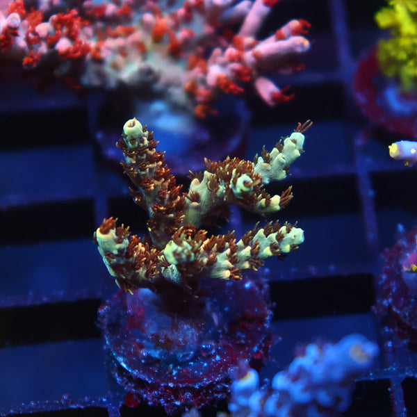 TCK Ultimate Yellow Table