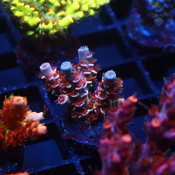 TCK Pink Fire Tenuis