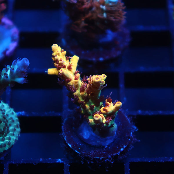 OG Tyree Pink Lemonade