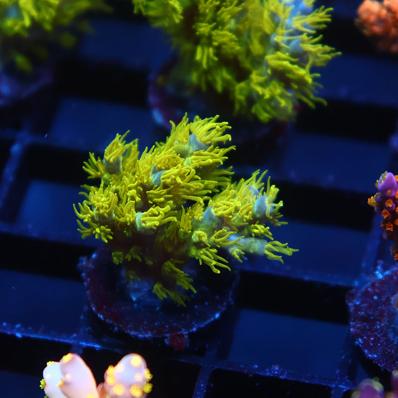 RRC Marvin the Martian