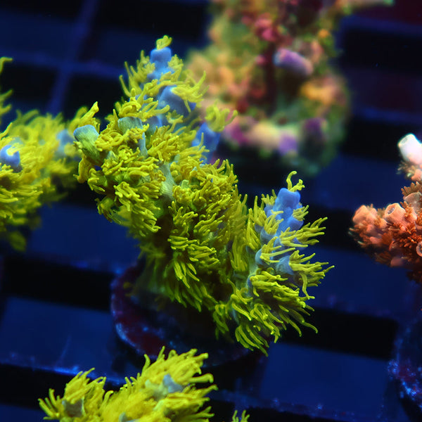 RRC Marvin the Martian