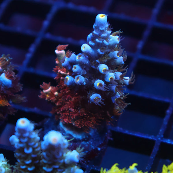 TCK Bubblegum Tenuis