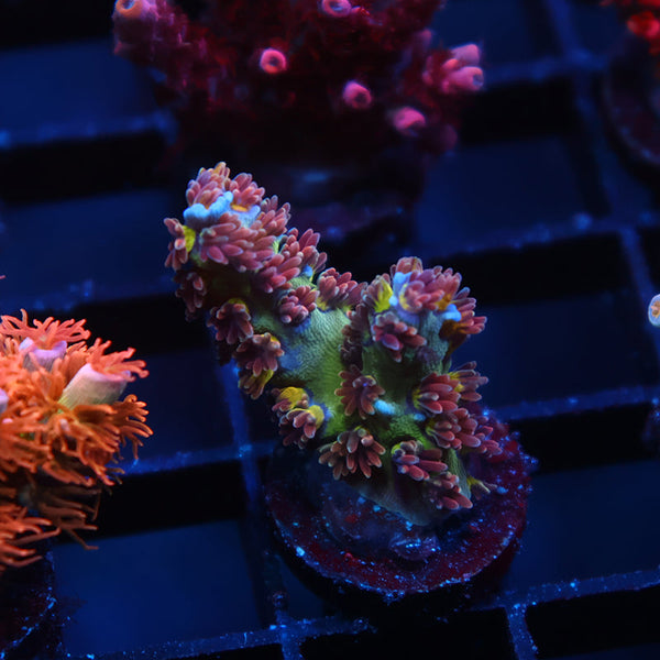 TCK Supersonic Tenuis