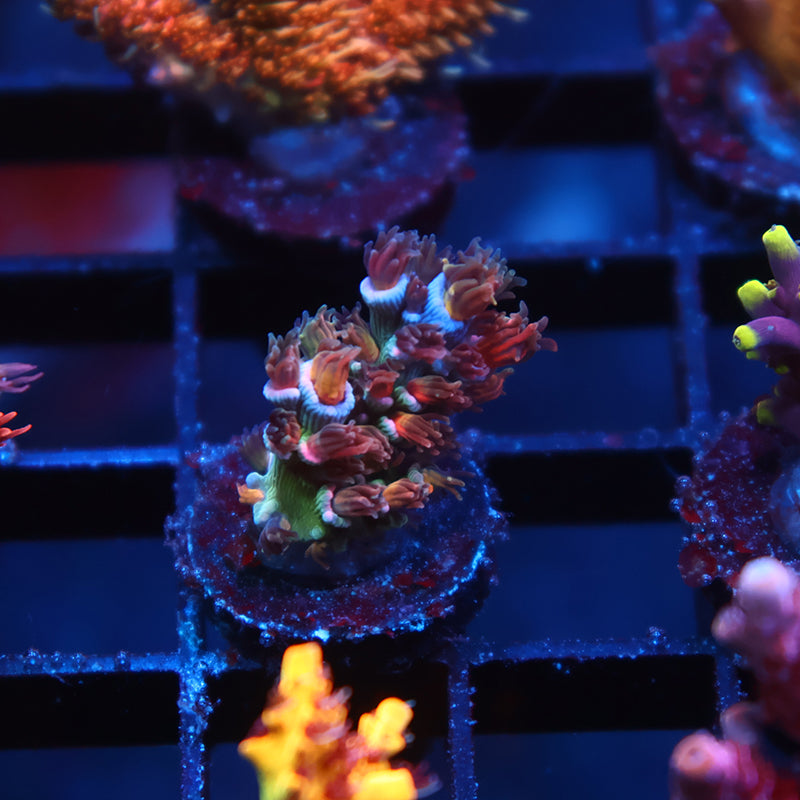 TCK Firestarter Tenuis