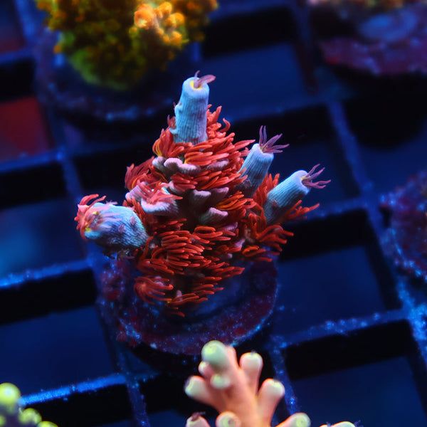 TCK Gamechanger Tenuis