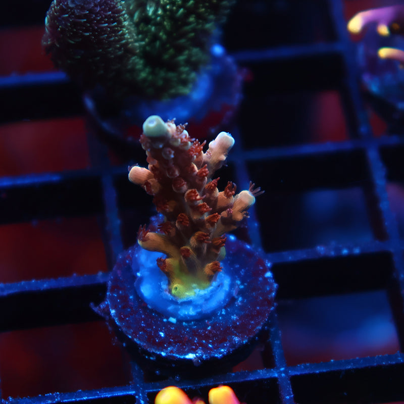 TCK Molten Core