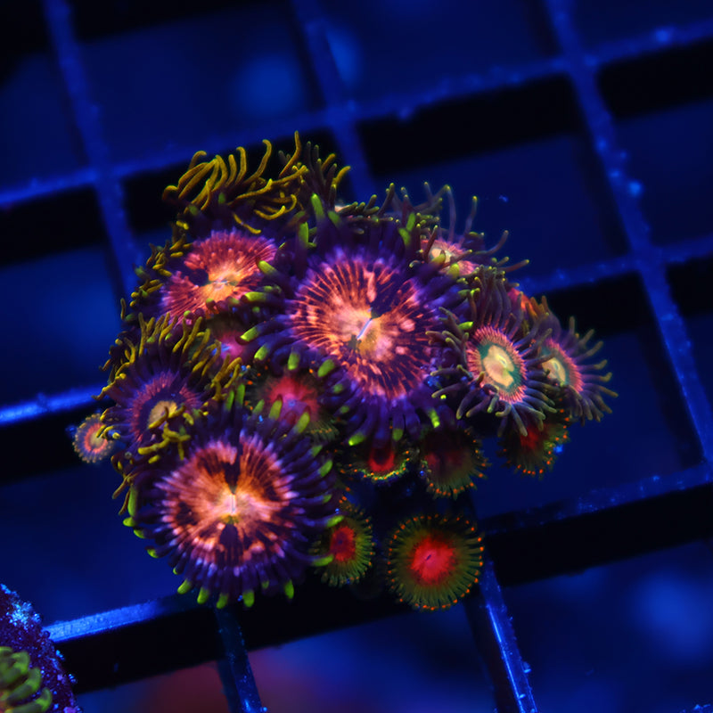 Nirvanas and Friends