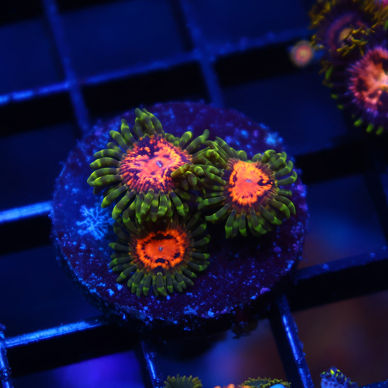 Marvin the Martians