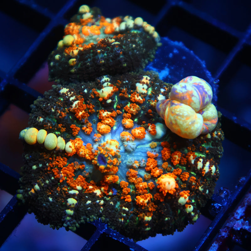 Crazy TCK Powerball Bounce Mushroom Double