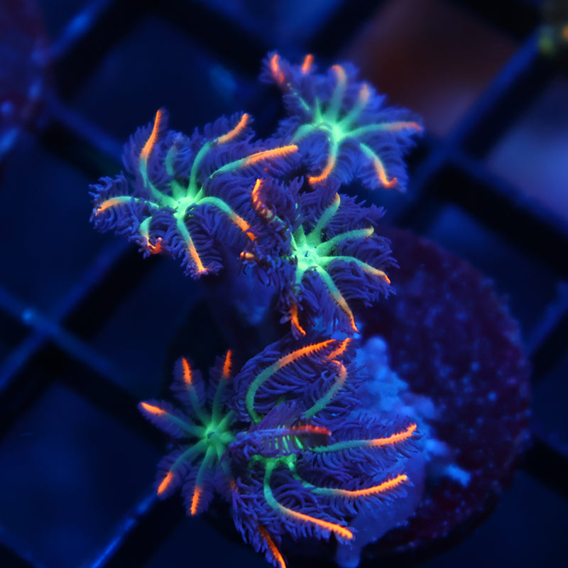TCK Fireworks Cloves