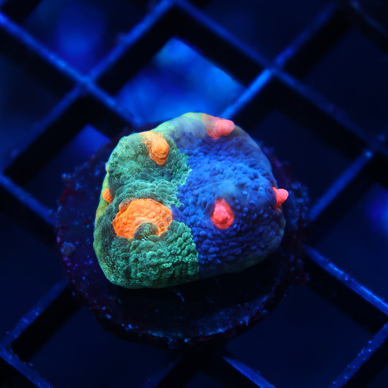 TCK Grafted Candy Eye Chalice